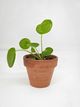 Une petite plante Pilea peperomioides vert clair dans un pot en terre cuite sur fond blanc uni.