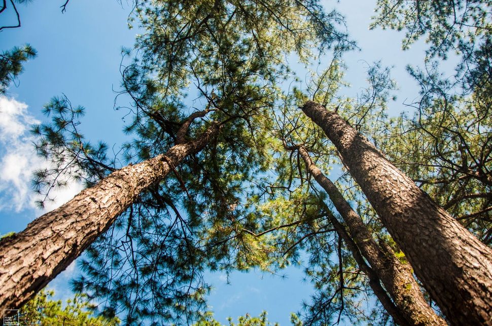 Looking up at tall pine trees against a blue sky with scattered clouds