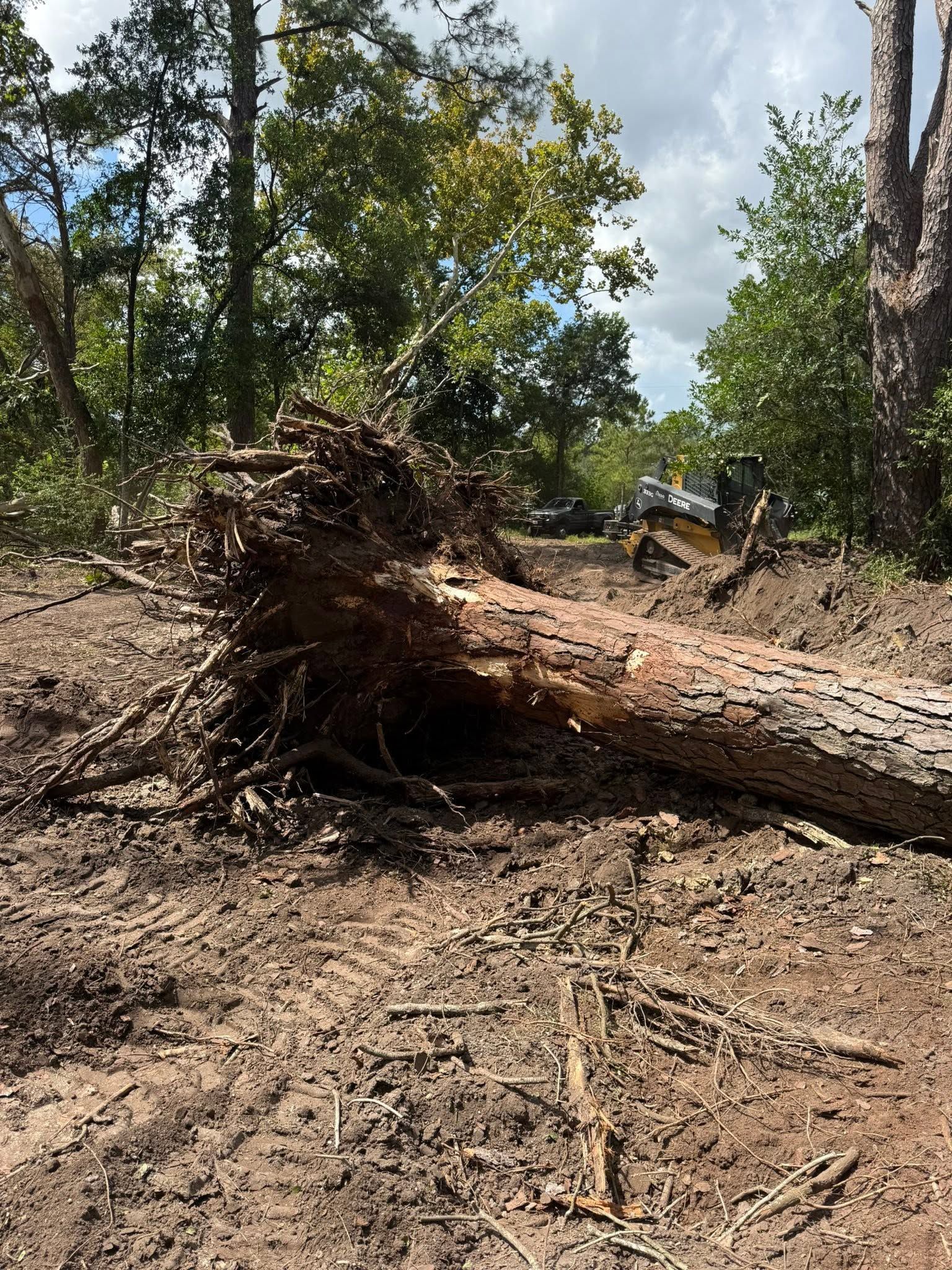 Uprooted tree lying across a dirt path in a wooded area under a bright sky