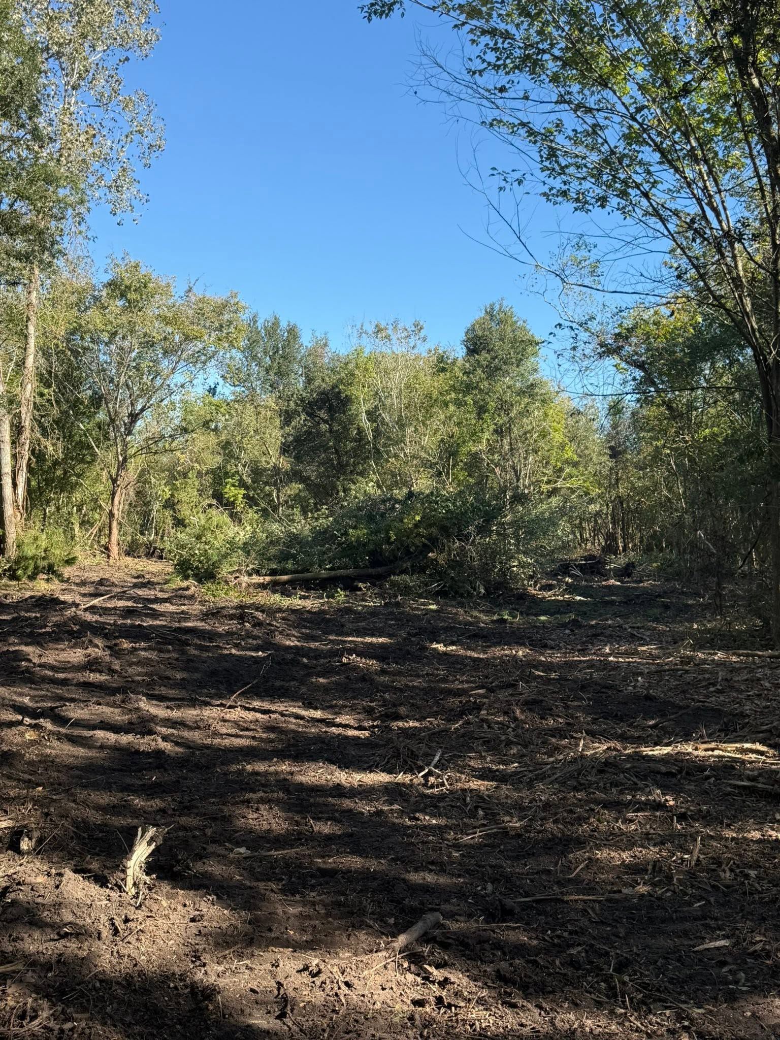 Wooded clearing with trees, blue sky, and a dirt ground covered in leaves.