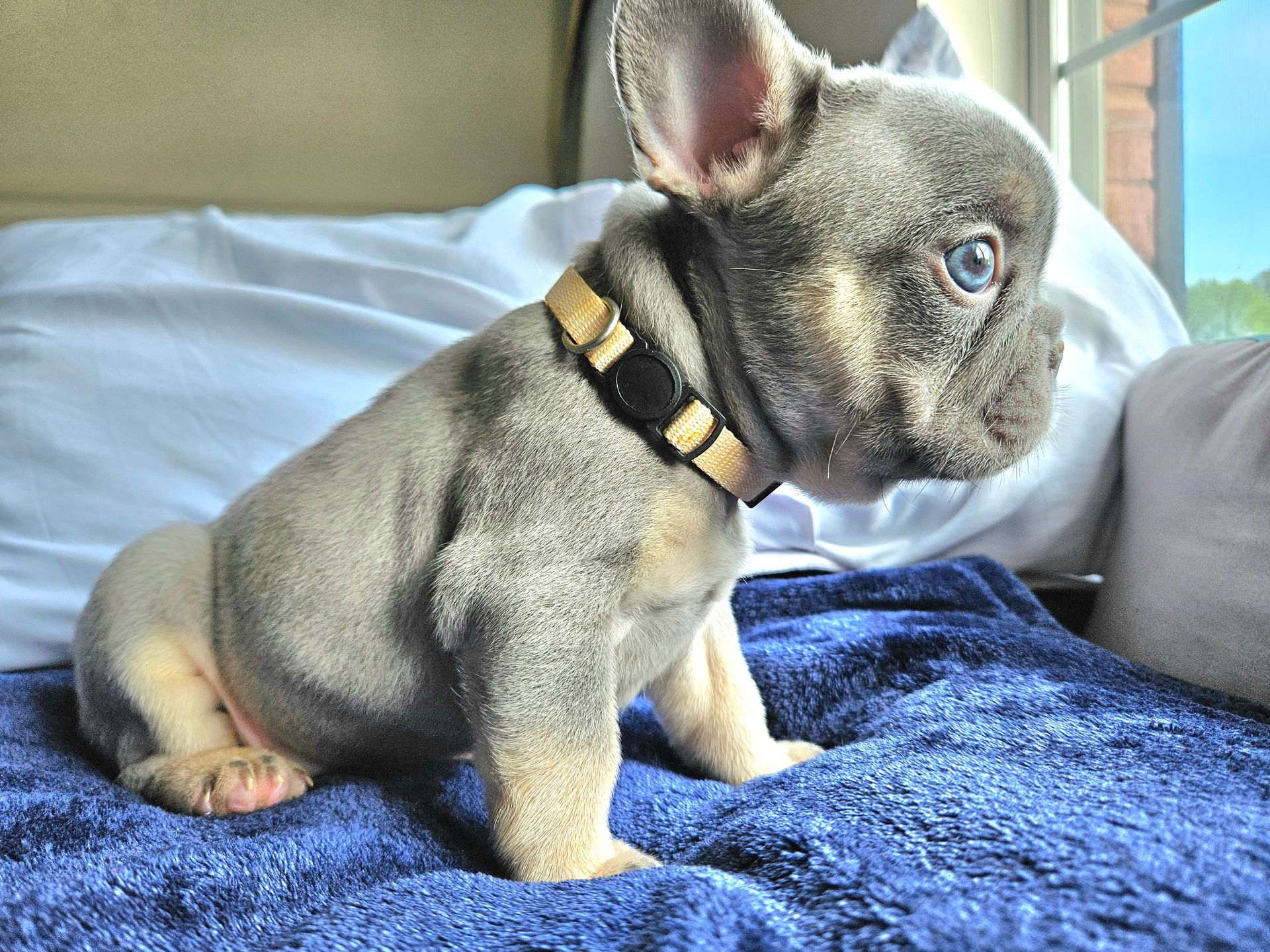 blue eye french bulldog sweet loving healthy clean vet checked amazing breeder