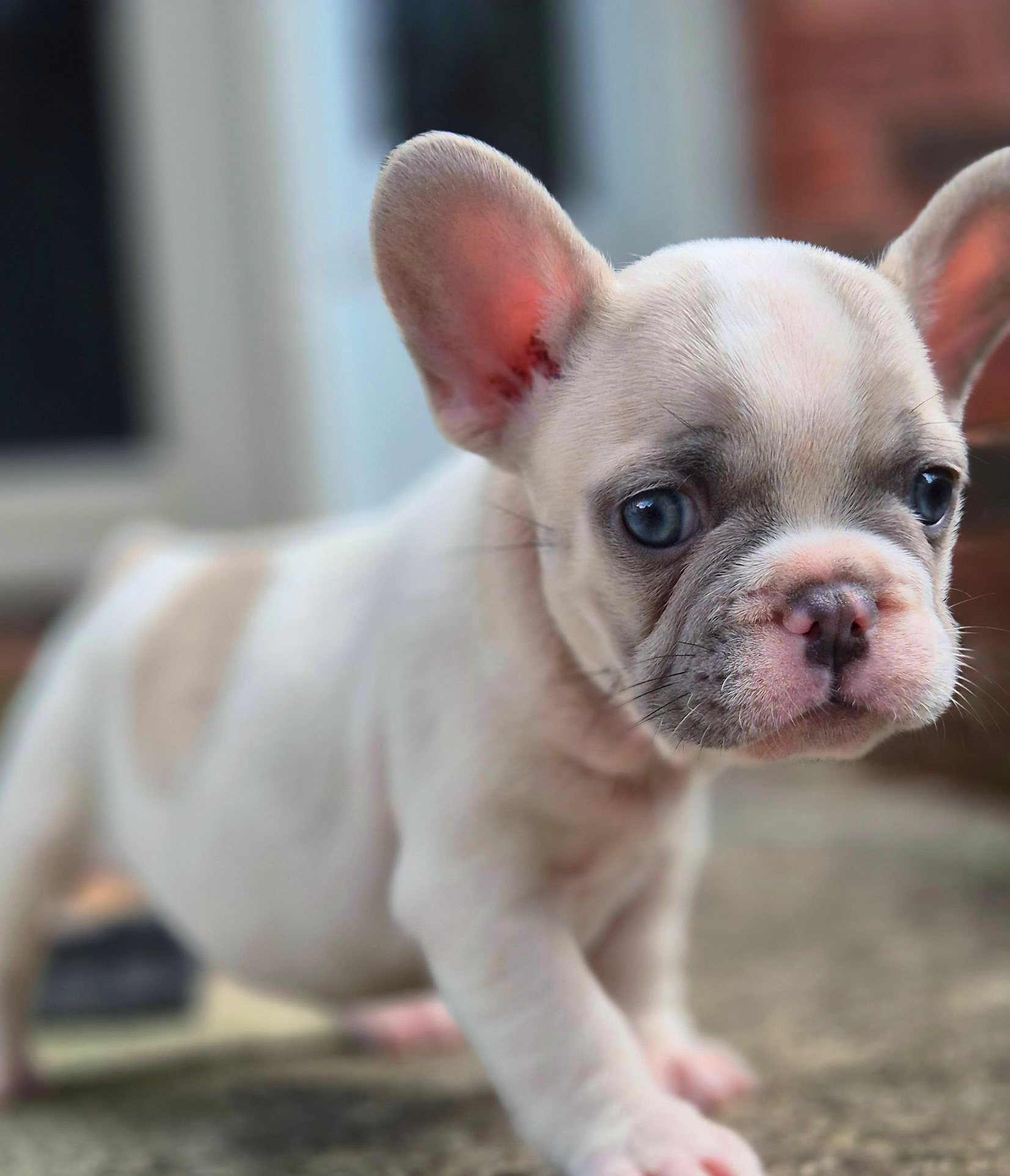 Frenchie Puppies, Puppies, Fluffies, French Bulldog,Best, top breeder, number1, Deals, Fluffy Frenchies, Big Rope Frenchies, 