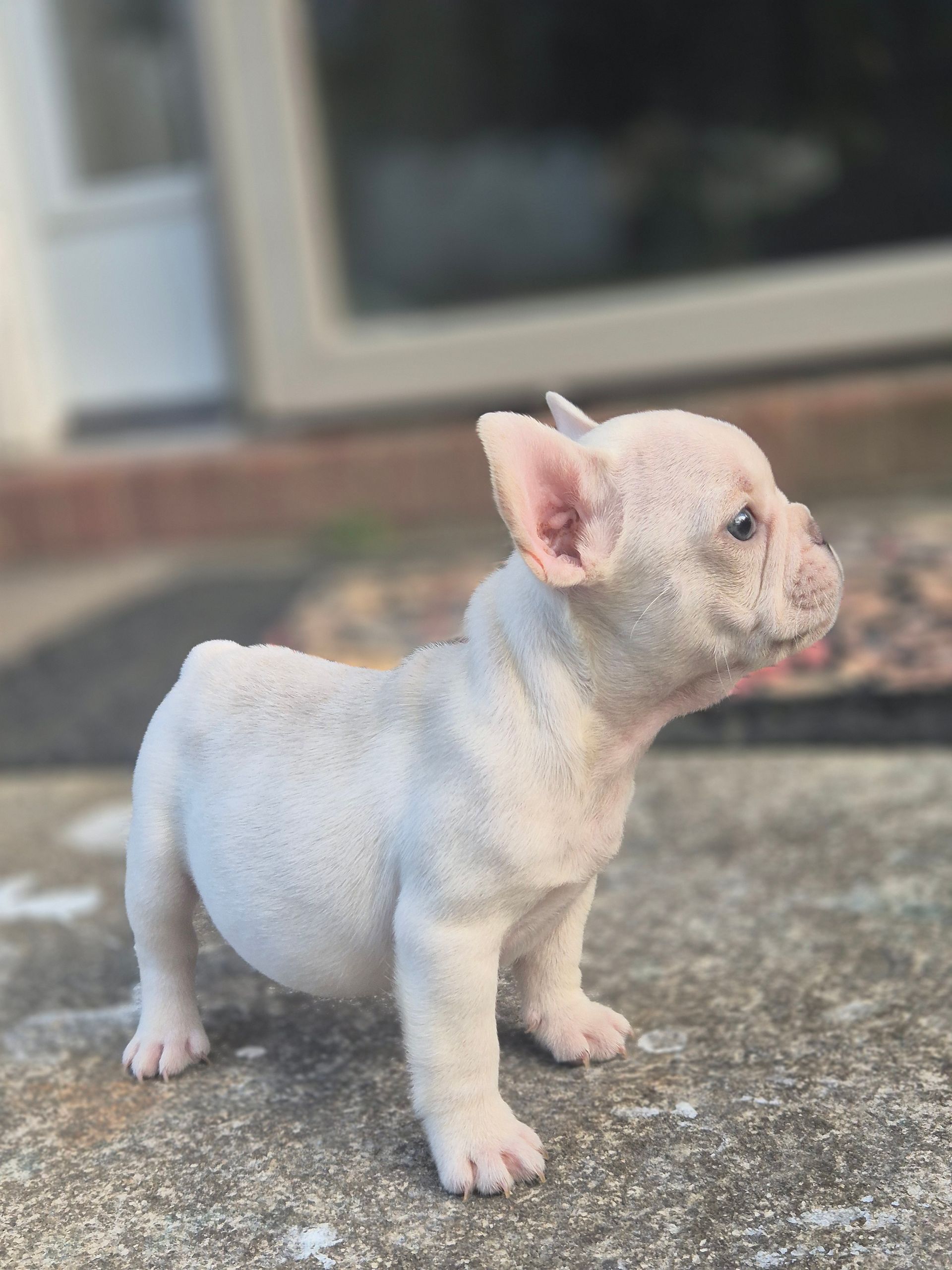 Frenchie Puppies, Puppies, Fluffies, French Bulldog,Best, top breeder, number1, Deals, Fluffy Frenchies, Big Rope Frenchies, 