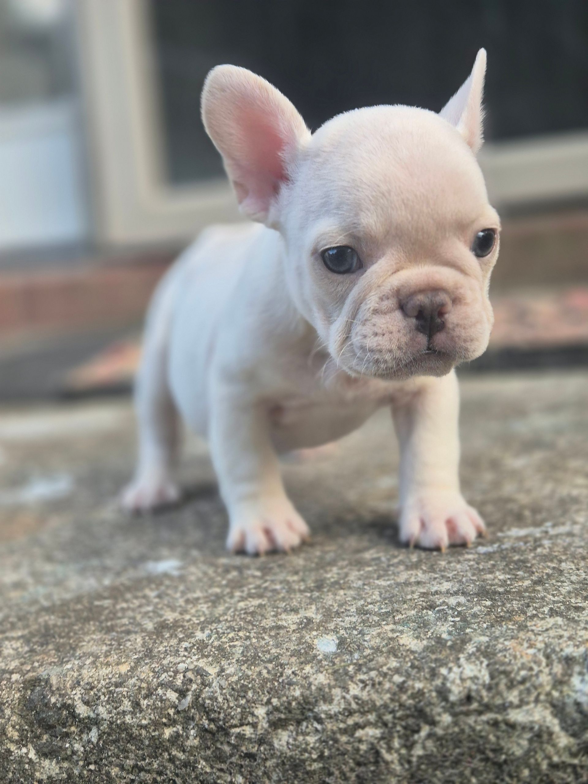 Frenchie Puppies, Puppies, Fluffies, French Bulldog,Best, top breeder, number1, Deals, Fluffy Frenchies, Big Rope Frenchies, 