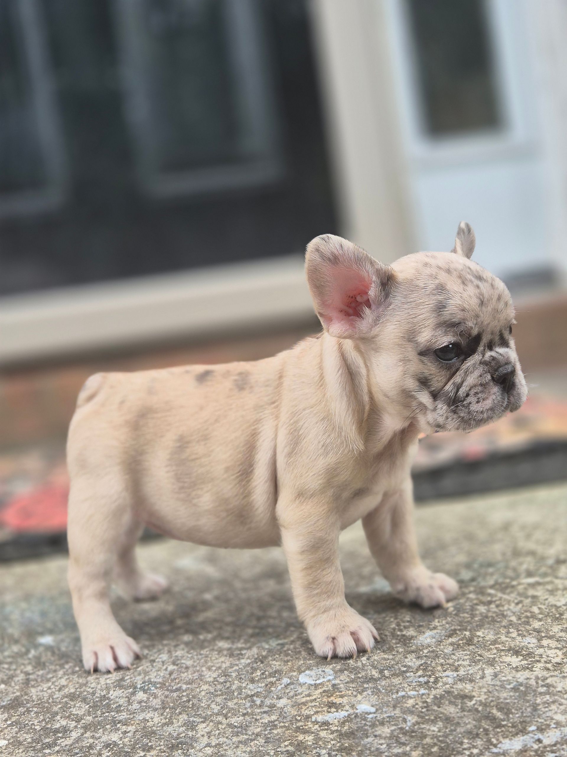 Frenchie Puppies, Puppies, Fluffies, French Bulldog,Best, top breeder, number1, Deals, Fluffy Frenchies, Big Rope Frenchies, 