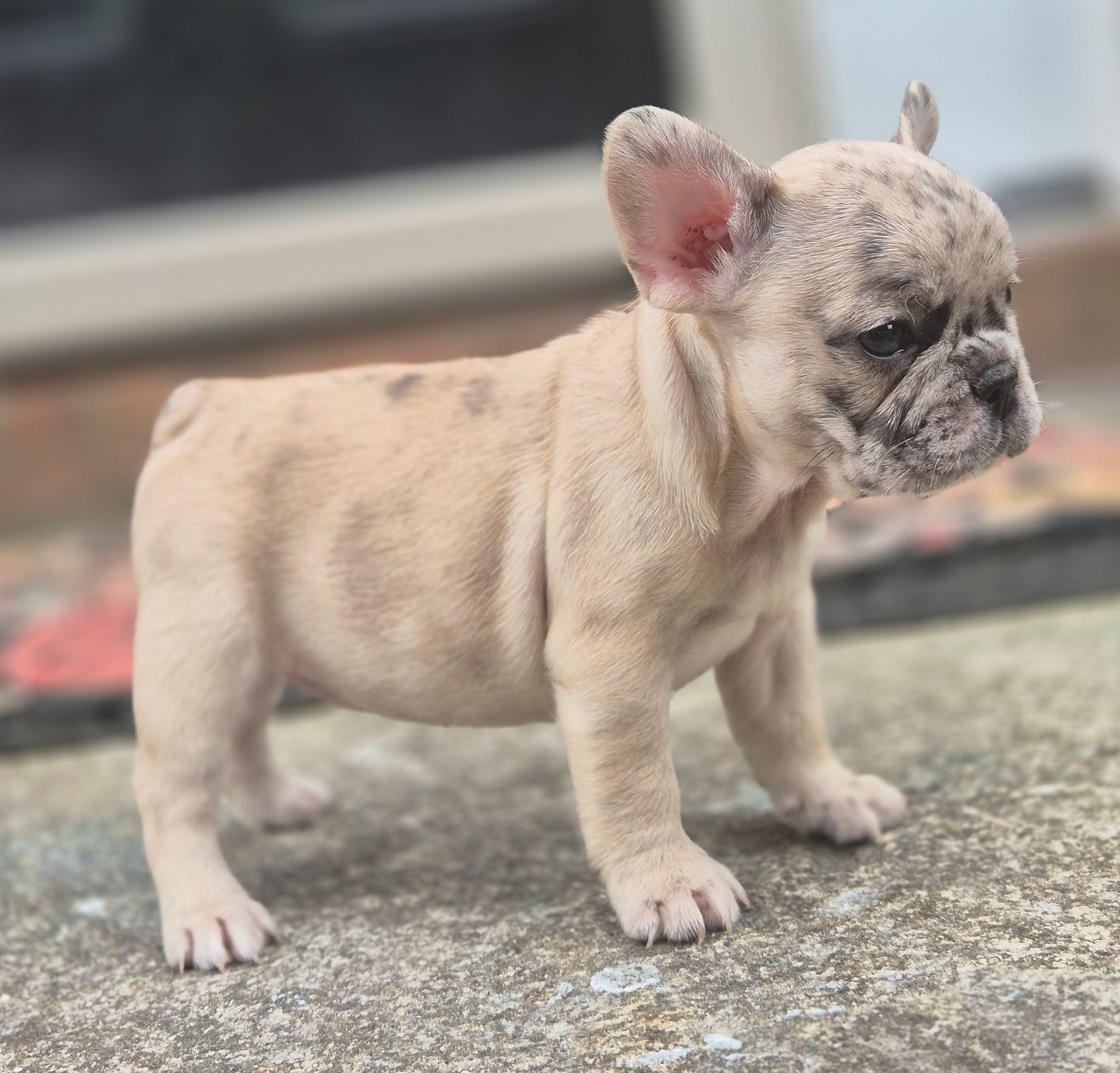Small fawn French bulldog puppy 
