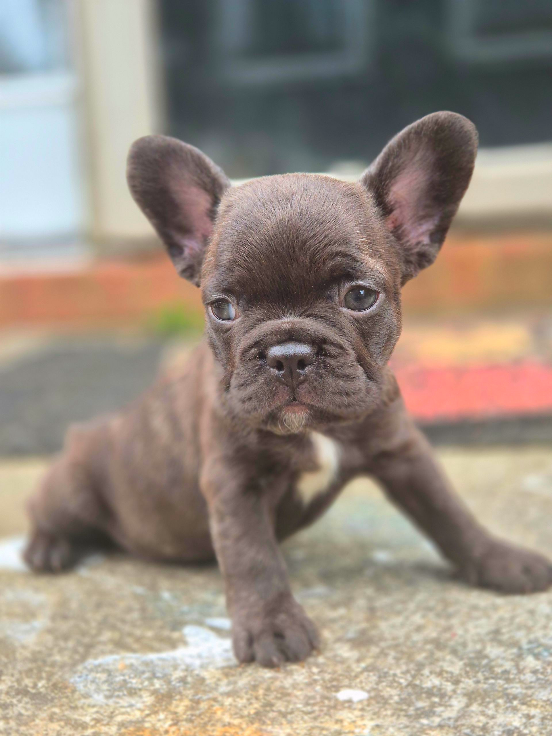 Small brown French bulldog puppy standing on a stone surface, looking at the camera.