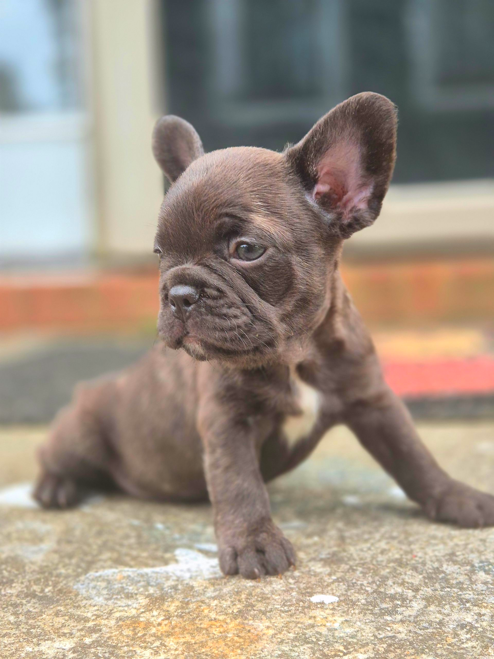 Frenchie Puppies, Puppies, Fluffies, French Bulldog,Best, top breeder, number1, Deals, Fluffy Frenchies, Big Rope Frenchies, 