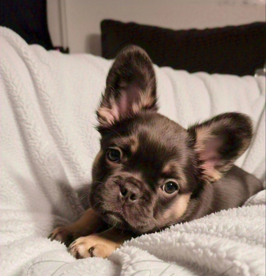 Frenchie Puppies, Puppies, Fluffies, French Bulldog,Best, top breeder, number1, Deals, Fluffy Frenchies, Big Rope Frenchies, 