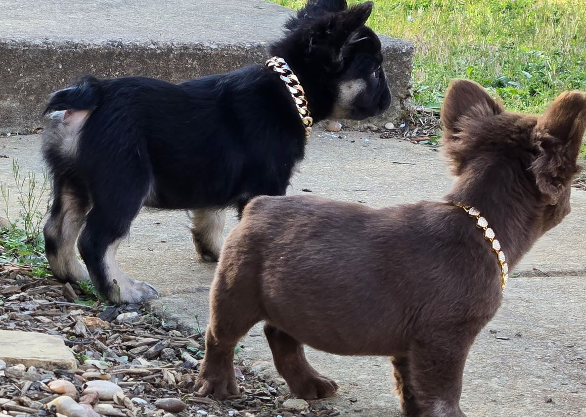 puppies for sale, frenchies near me, french bulldogs, platinum frenchie,healthy puppies,frenchie puppies, cheap frenchies,