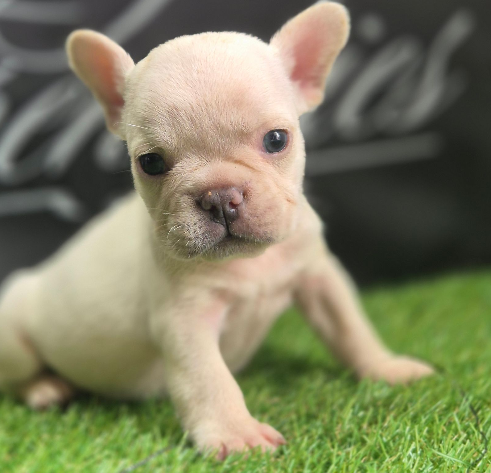 Frenchie Puppies, Puppies, Fluffies, French Bulldog,Best, top breeder, number1, Deals, Fluffy Frenchies, Big Rope Frenchies, 