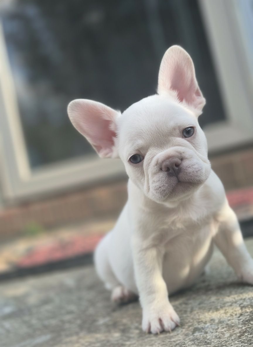 Frenchie Puppies, Puppies, Fluffies, French Bulldog,Best, top breeder, number1, Deals, Fluffy Frenchies, Big Rope Frenchies, 