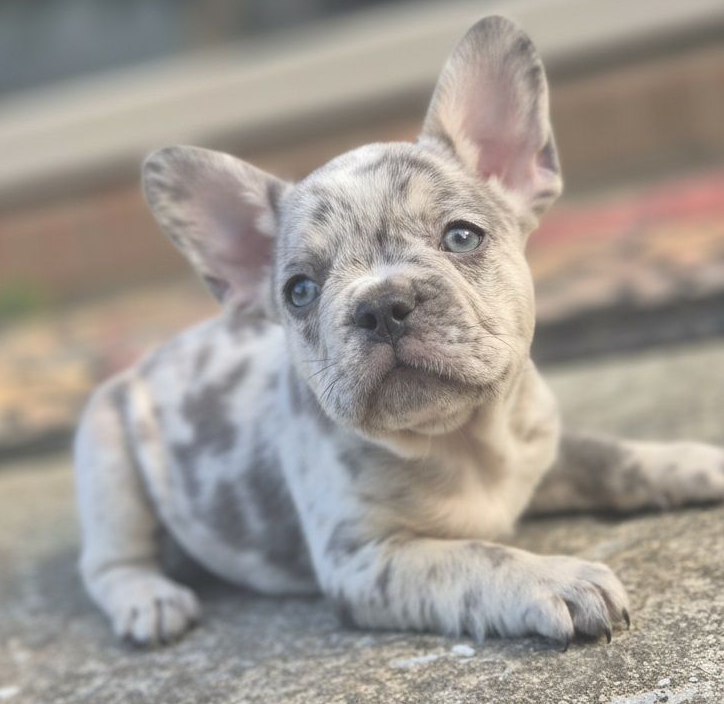 Frenchie Puppies, Puppies, Fluffies, French Bulldog,Best, top breeder, number1, Deals, Fluffy Frenchies, Big Rope Frenchies, 