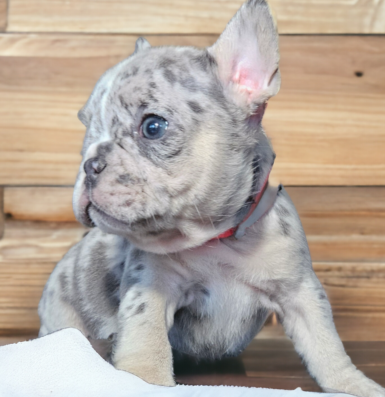 beautifull puppies great prices