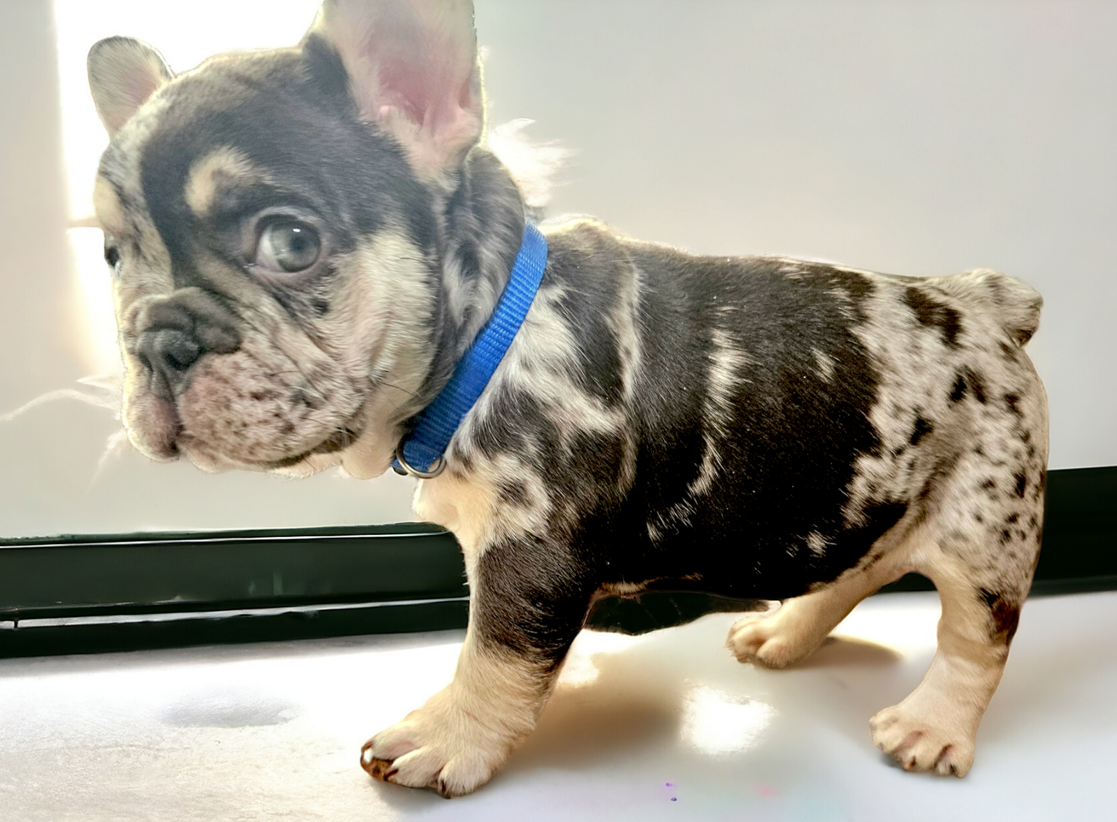 Frenchie Puppies, Puppies, Fluffies, French Bulldog,Best, top breeder, number1, Deals, Fluffy Frenchies, Big Rope Frenchies, 