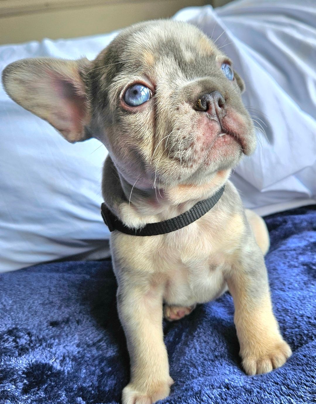 puppies for sale, 