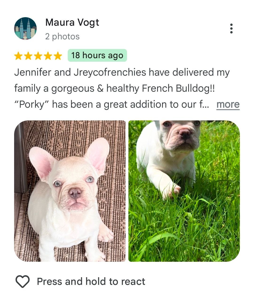 trusted breeder,healthy puppies never any issues 