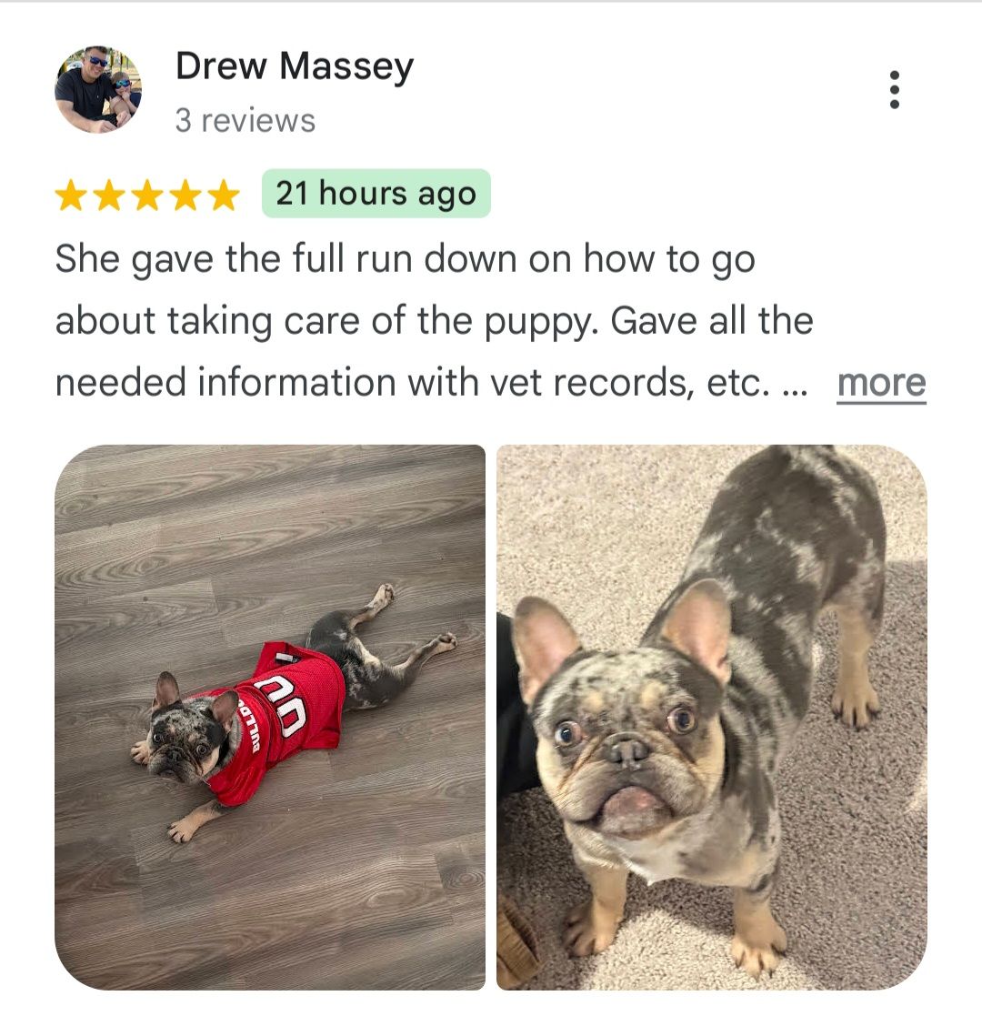 great reviews , perfect french bulldog