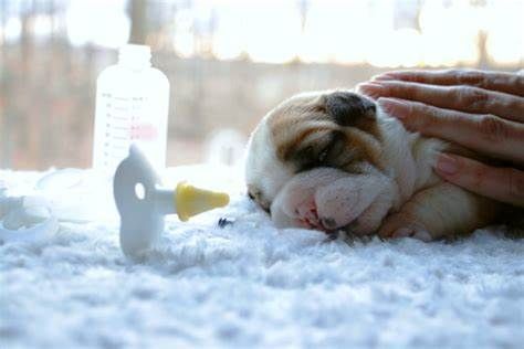 Whelping Services