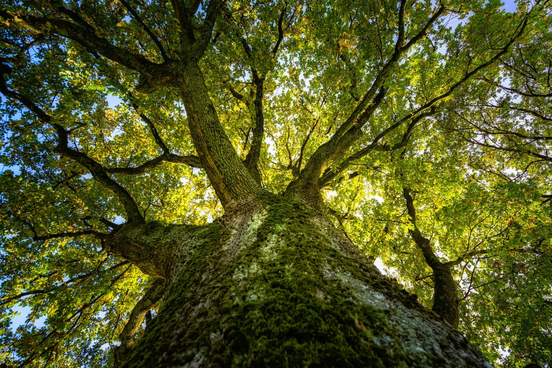 Looking Up at a Tree with Lots of Branches and Leaves — Julian, PA — Aikey’s Tree Service