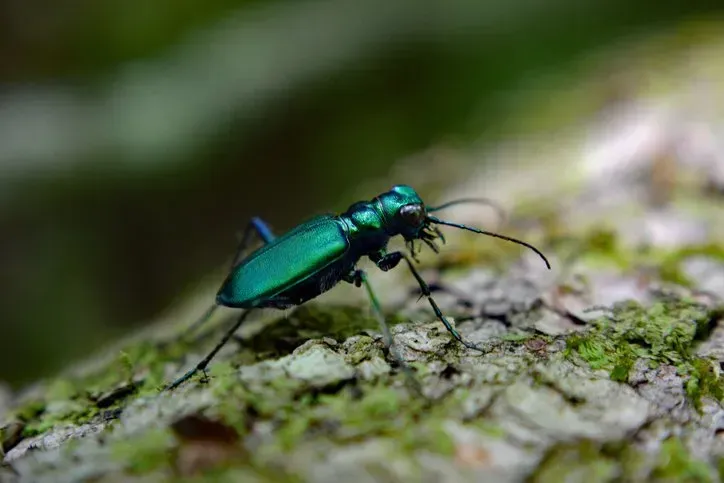Emerald Ash Borer — Julian, PA — Aikey’s Tree Service Emerald Ash Borer — Julian, PA — Aikey’s Tree Service