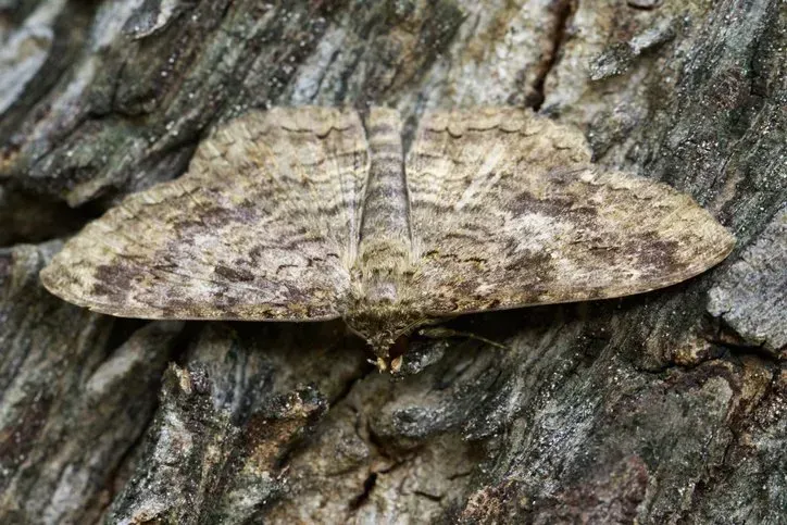 Gypsy Moth — Julian, PA — Aikey’s Tree Service Gypsy Moth — Julian, PA — Aikey’s Tree Service