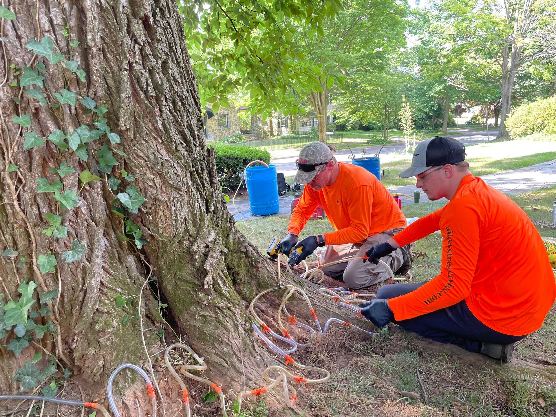Spraying a Tree with a Sprayer in the Woods — Julian, PA — Aikey’s Tree Service Spraying a Tree with a Sprayer in the Woods — Julian, PA — Aikey’s Tree Service