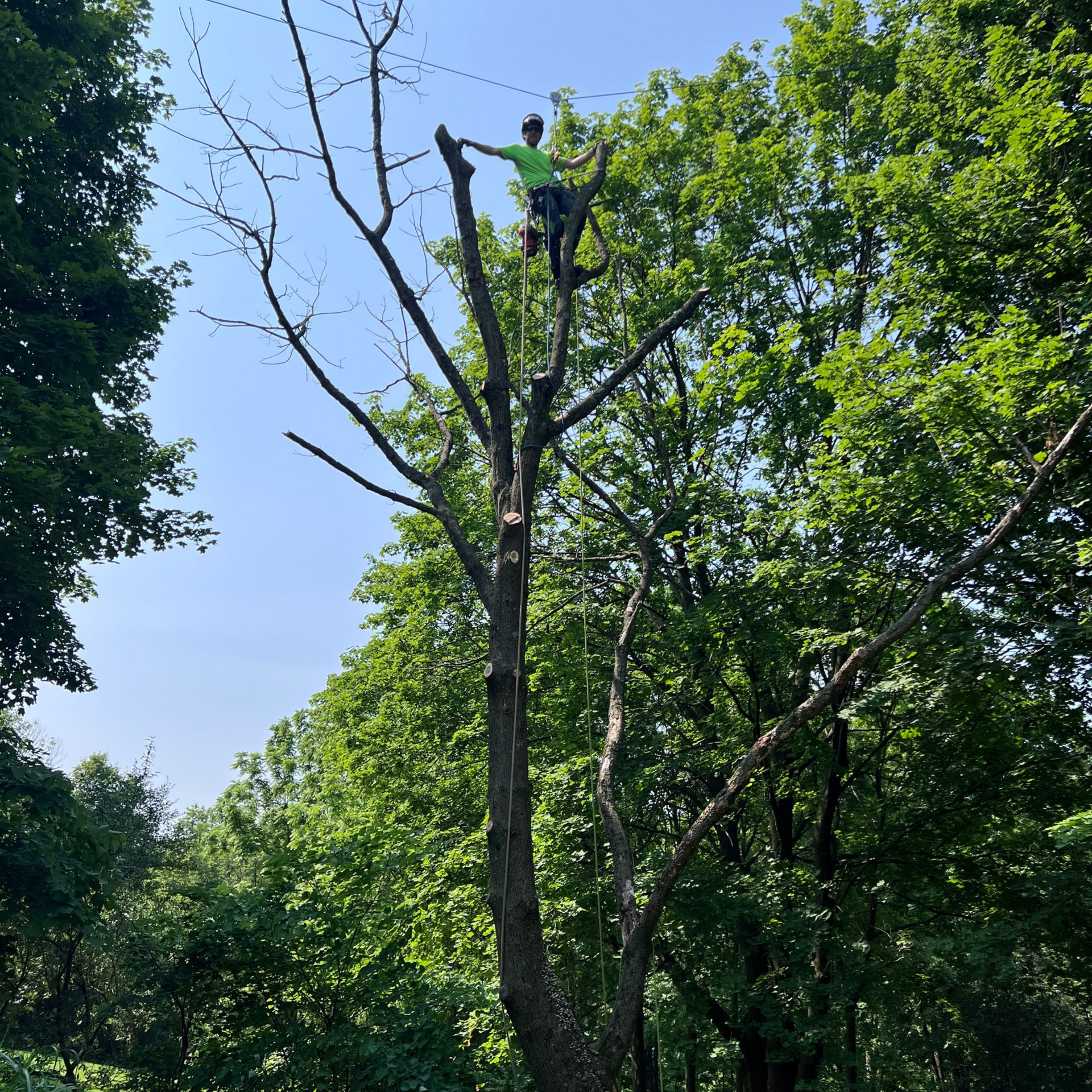 A Man is Cutting a Tree at the Road — Julian, PA — Aikey’s Tree Service 
