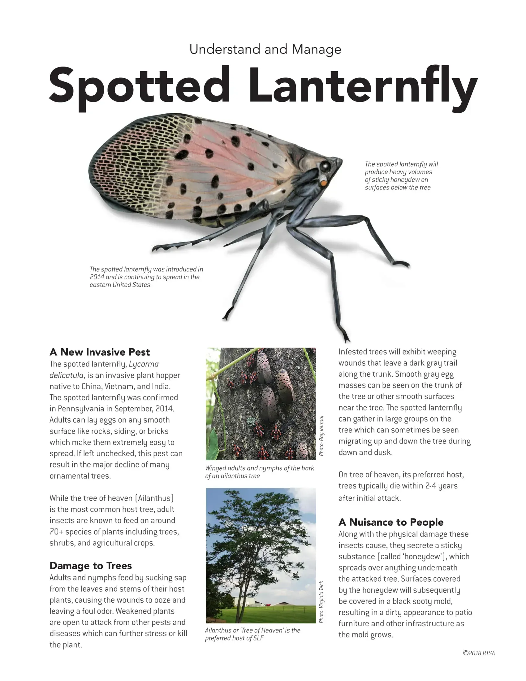 Spotted Lanternfly — Julian, PA — Aikey’s Tree Service Spotted Lanternfly
