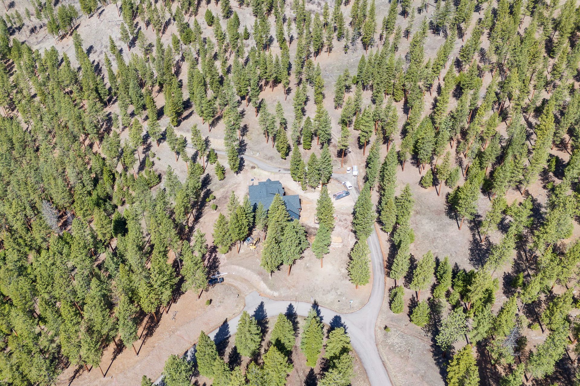 Aerial view of a forest clearing with a small pond and dirt roads among evergreen trees