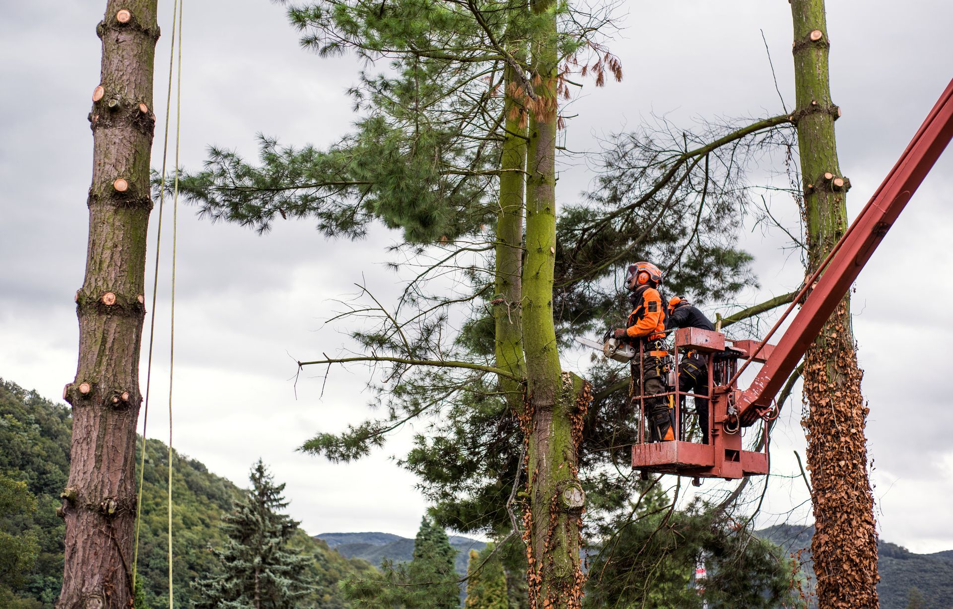 Skilled arborist safely trimming tree branches from lift.