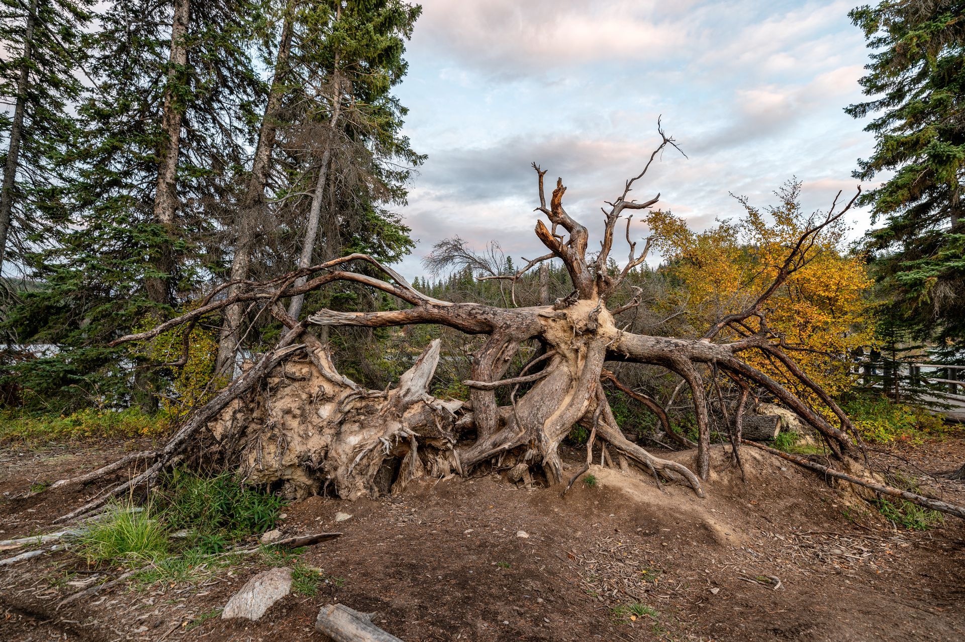 A large tree stump in the middle of a forest.