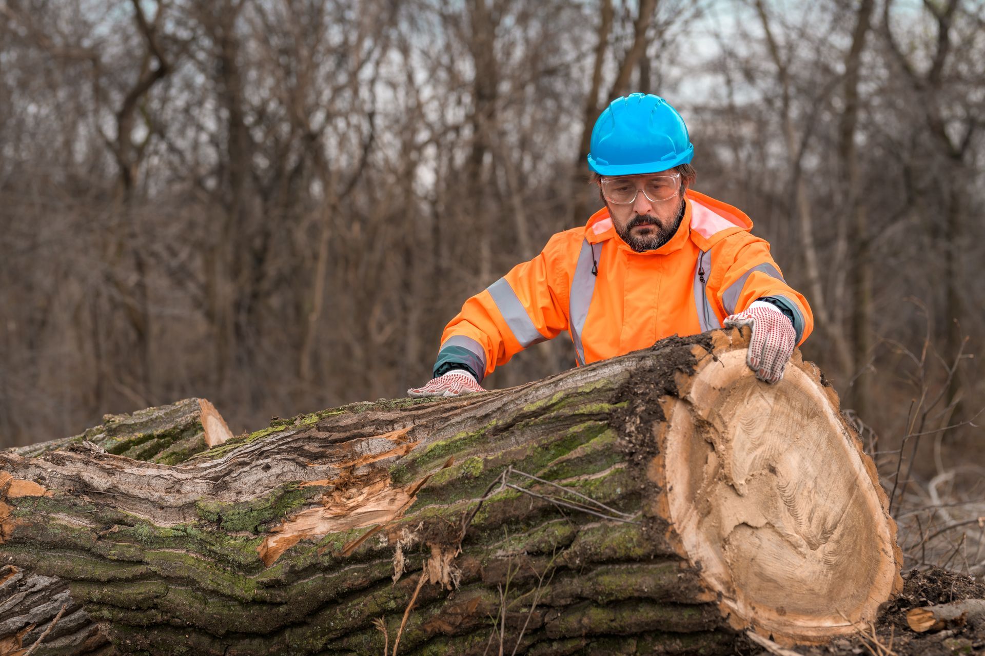 A man is cutting a tree with a chainsaw in the woods.