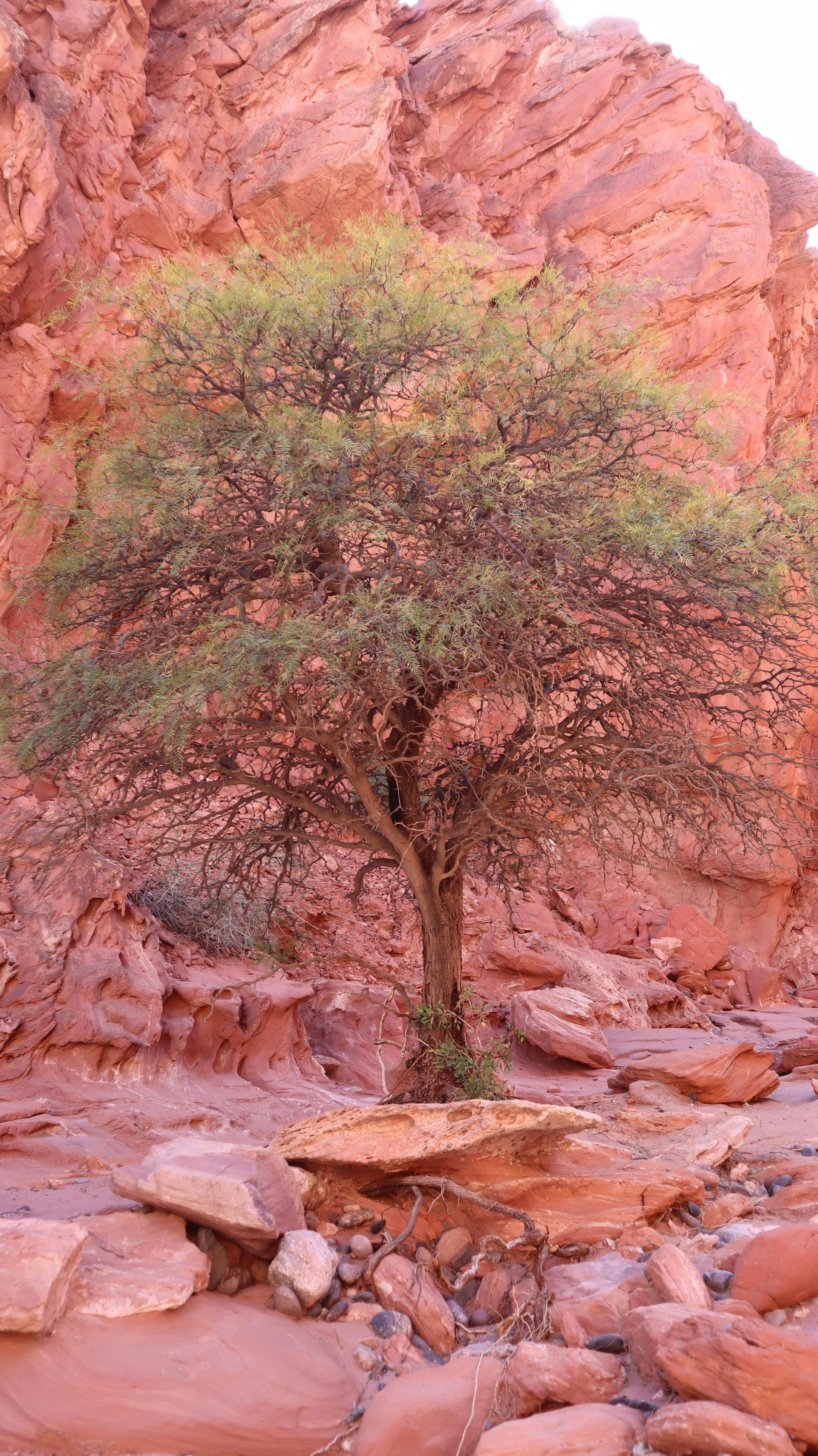 Drought-tolerant tree thriving in Arizona desert landscape with red rock formations