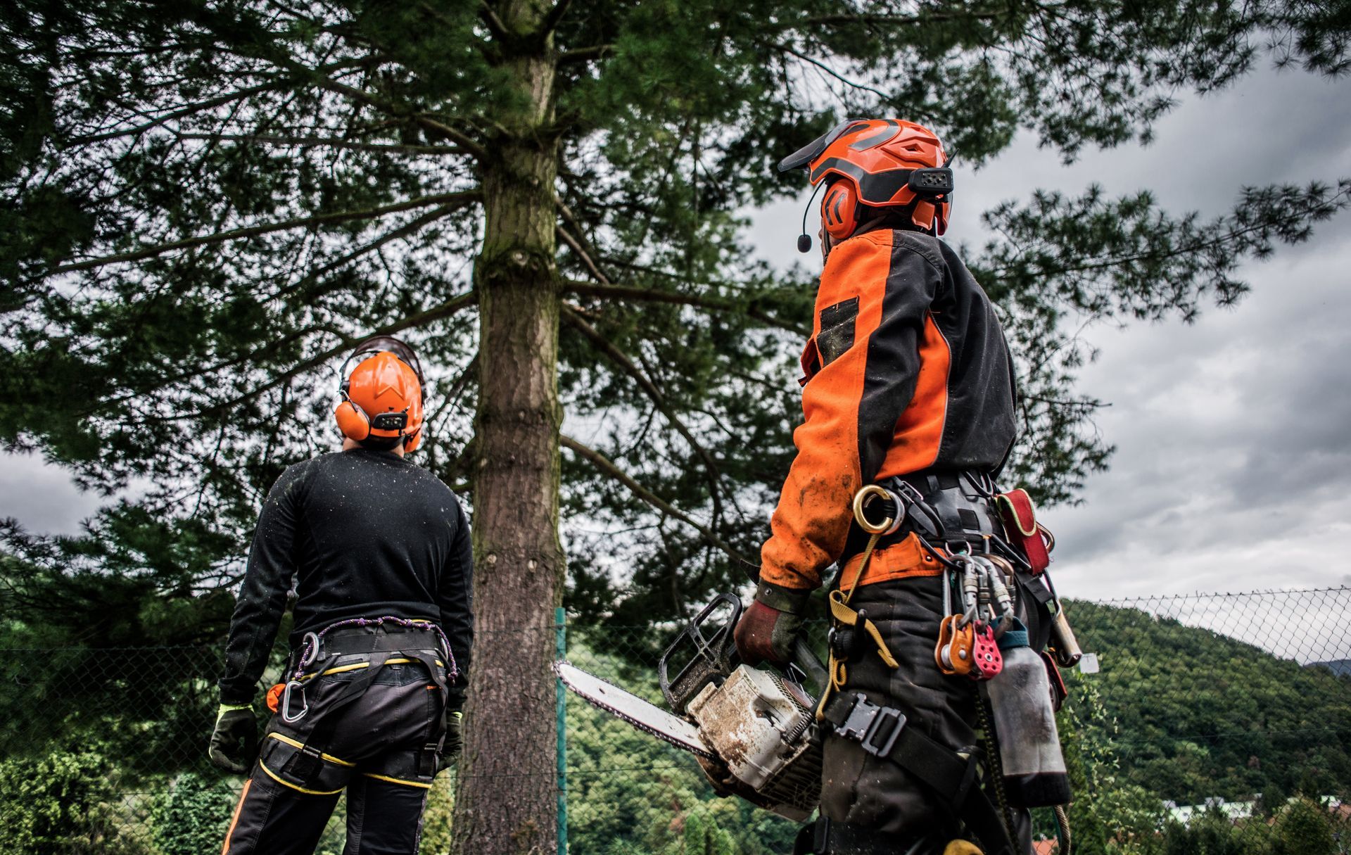Two men are cutting a tree with a chainsaw.