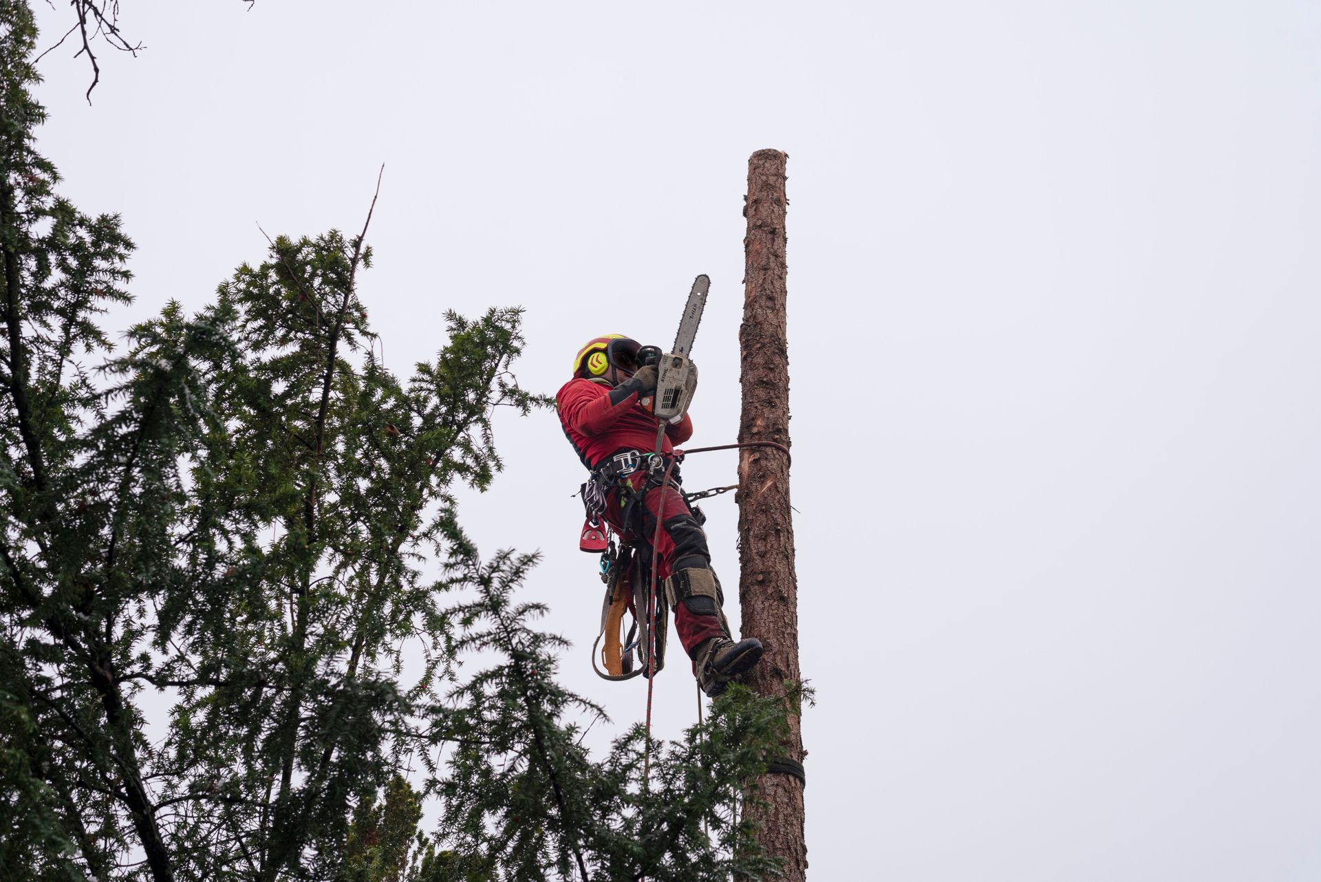 Same-day tree removal services near me