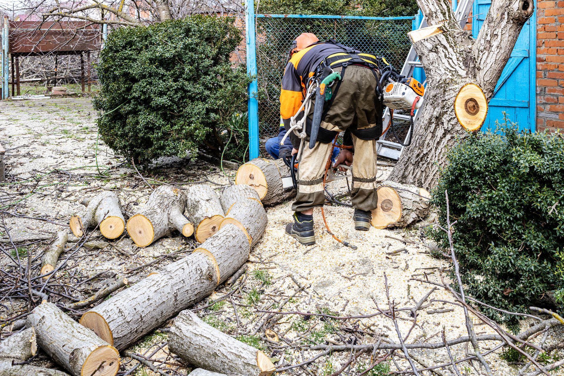 A man is cutting a tree with a chainsaw.