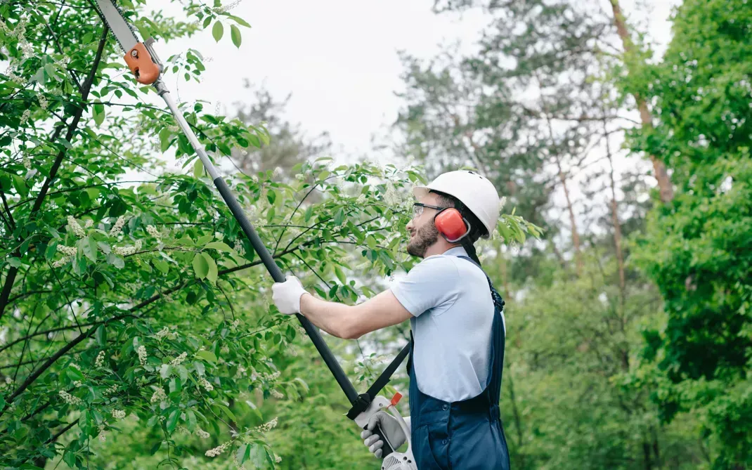A man is cutting a tree with a pole saw.