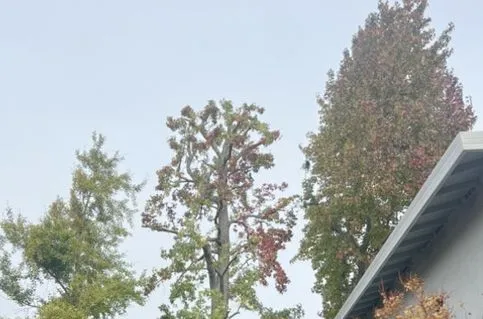 A tree is being cut down in front of a house.