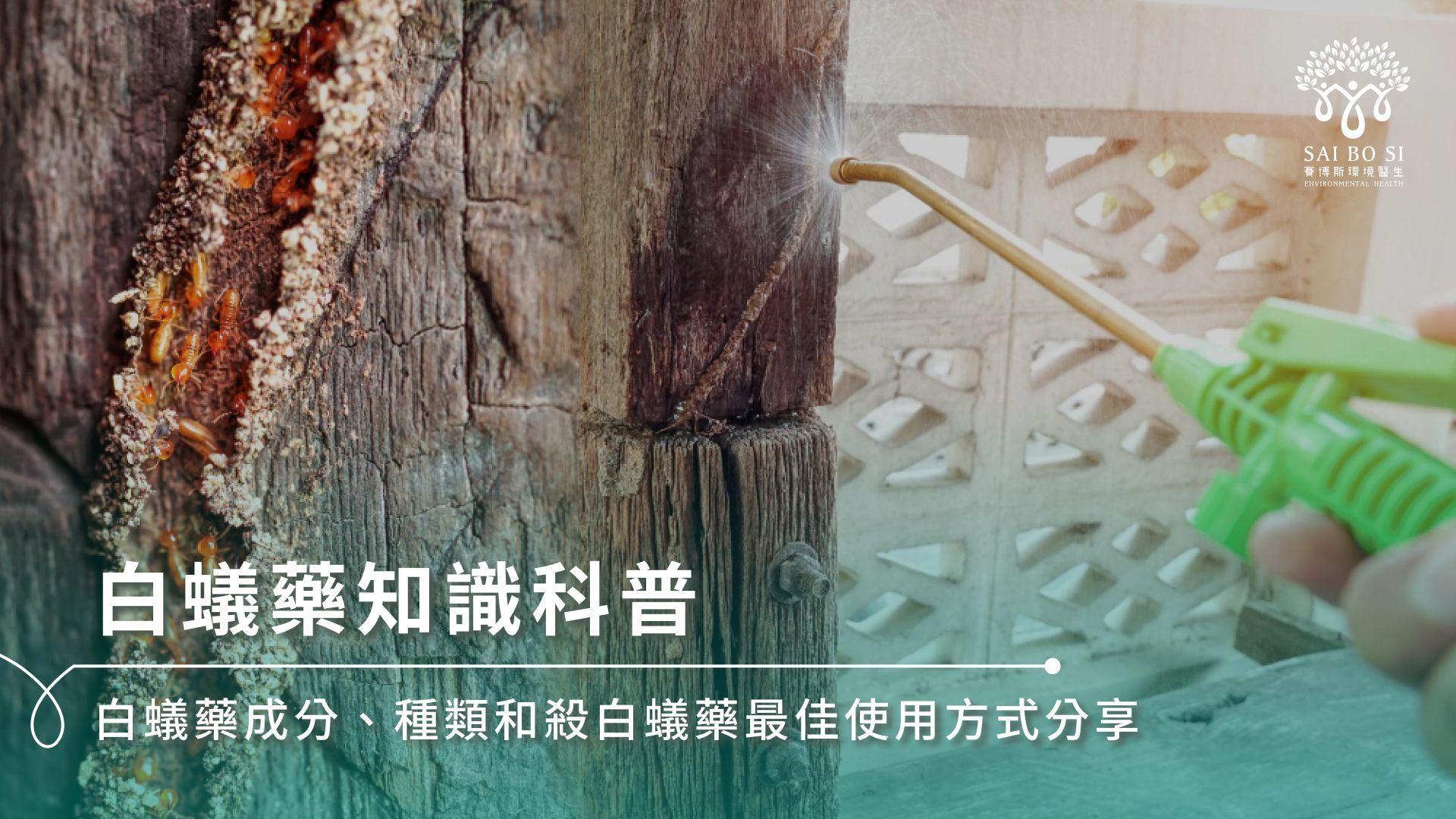 白蟻藥知識科普|白蟻藥成分、種類和殺白蟻藥最佳使用方式分享