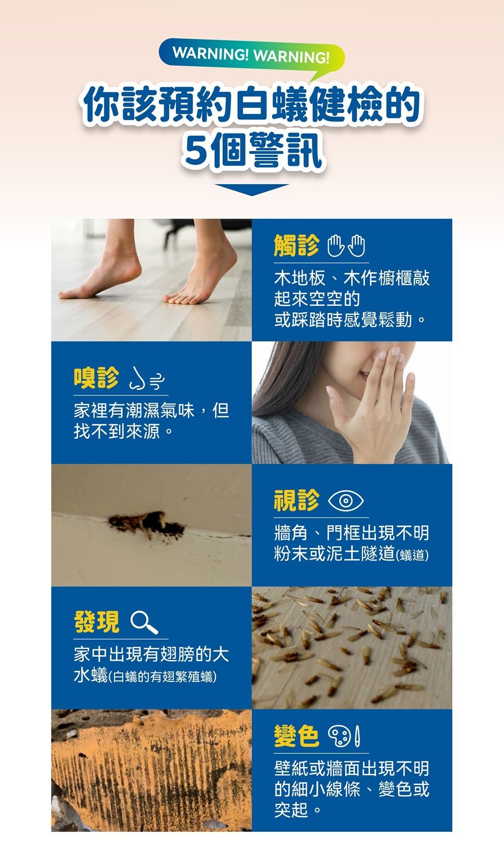 白蟻健檢5個警告信號：敲擊聲異味、可見白蟻、翅膀、蟻路跡象，台北市新北市賽博斯免費健檢