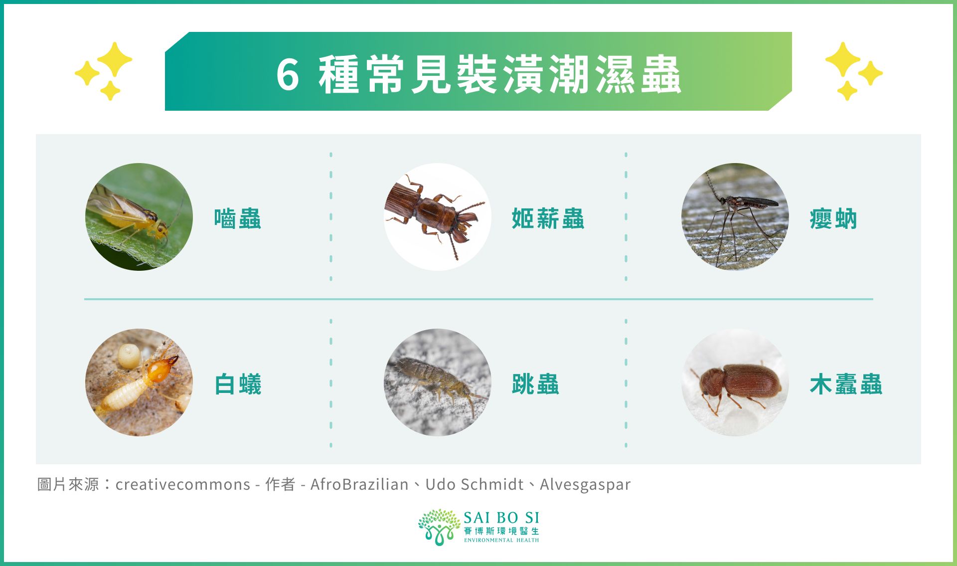 6 種常見裝潢潮濕蟲圖示
