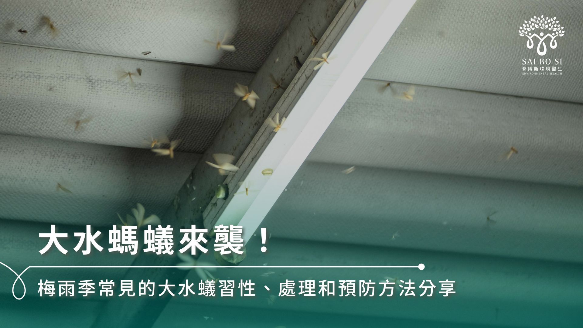 大水螞蟻來襲!梅雨季常見的大水蟻習性、處理和預防方法分享
