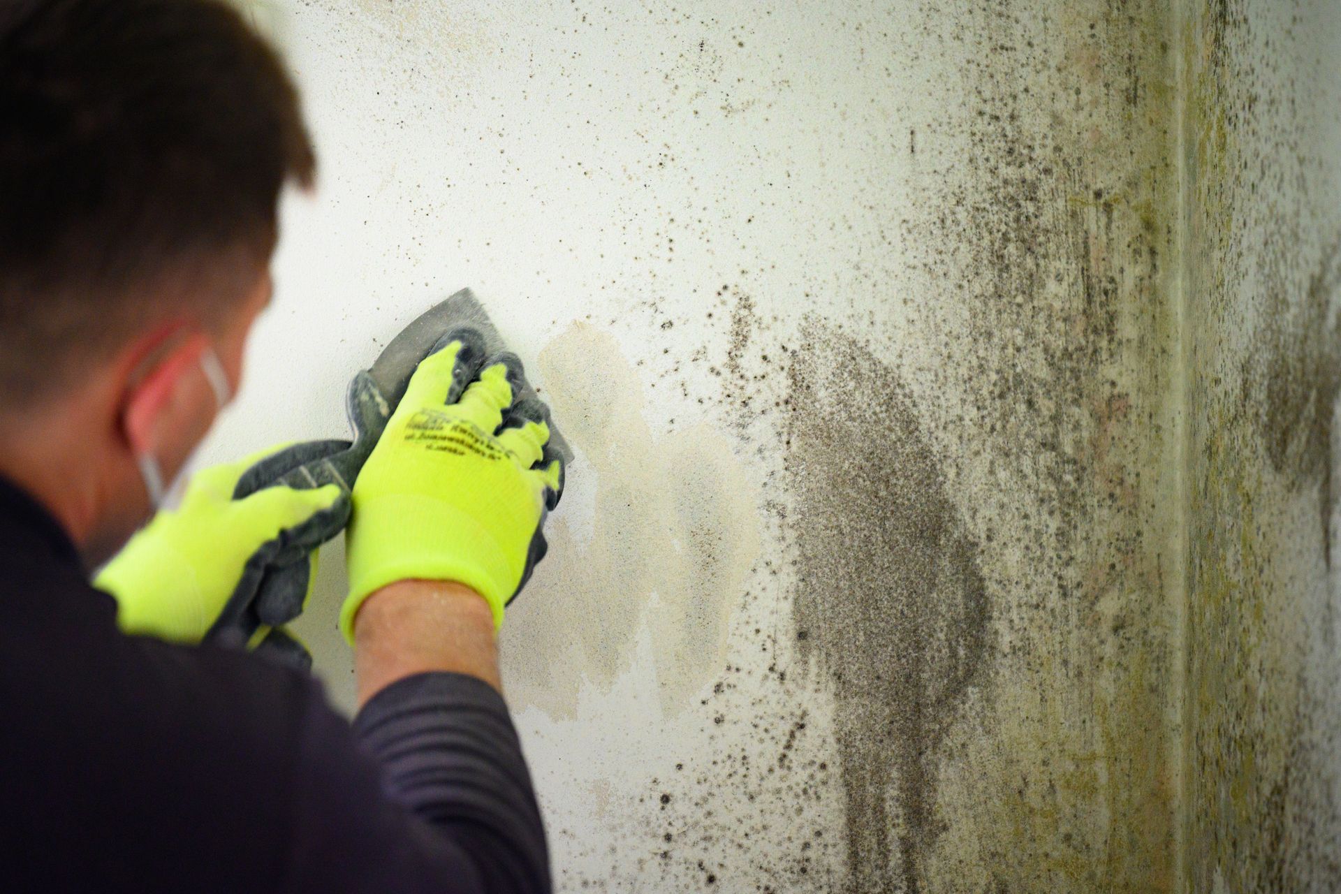 A close-up of a worker cleaning gray mold and fungus on the wall using a scraper.