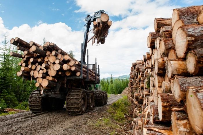Timber Sourcing