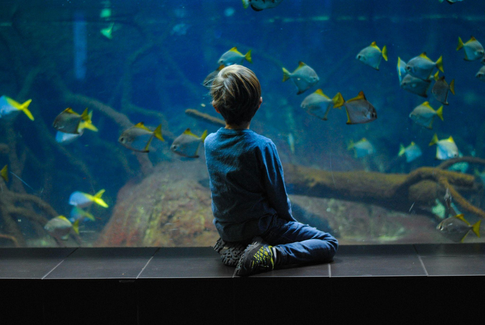 A child sitting and observing fish swimming by