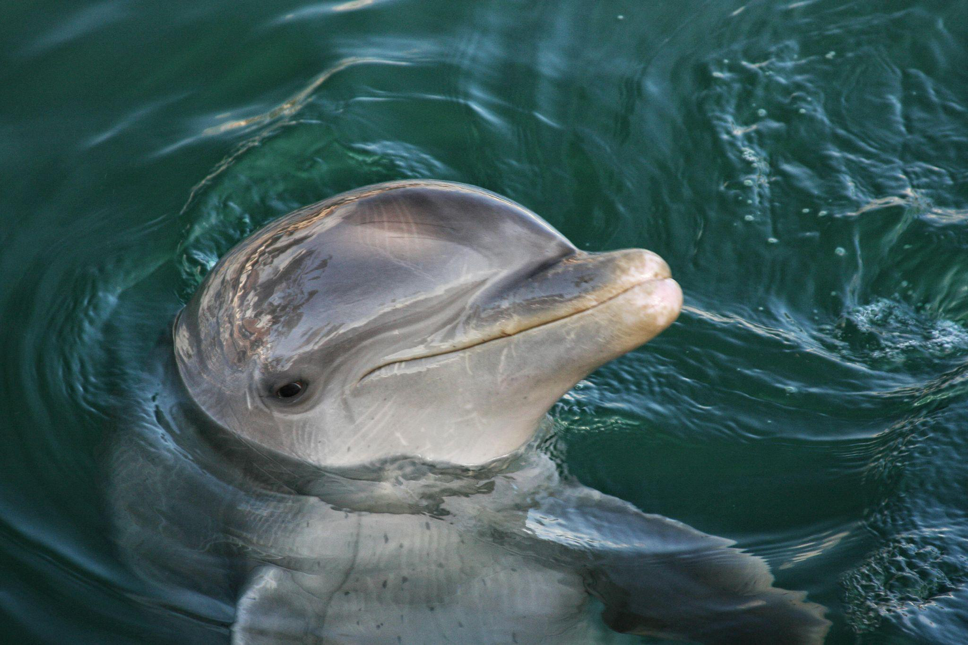 a dolphin swimming on the surface of water