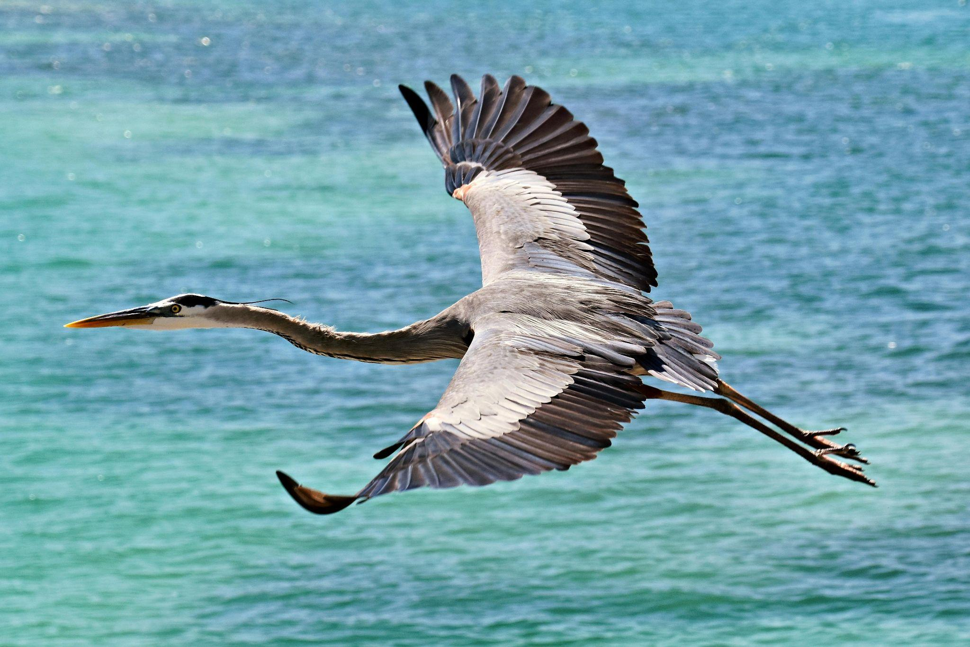 a heron flying over clear blue water
