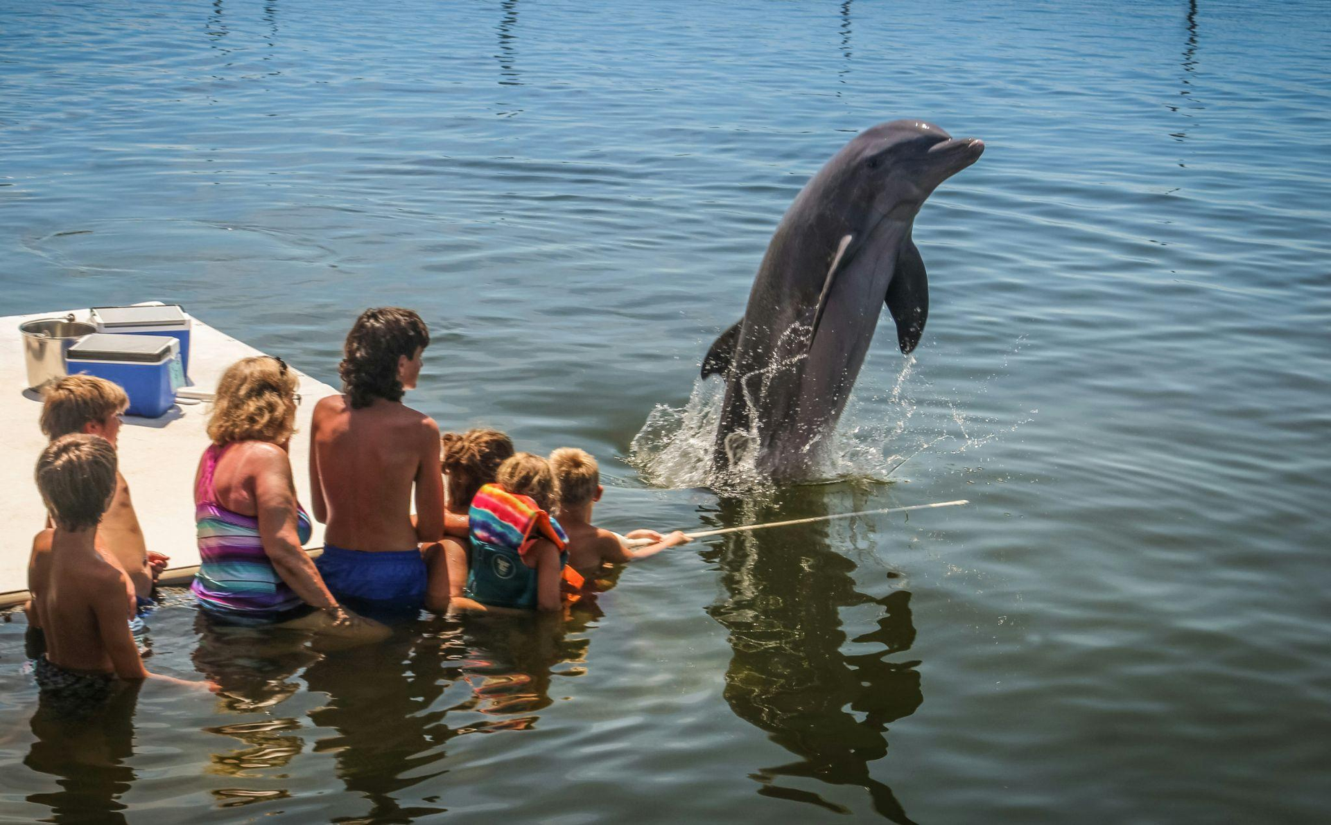 a group of children interacting with a dolphin