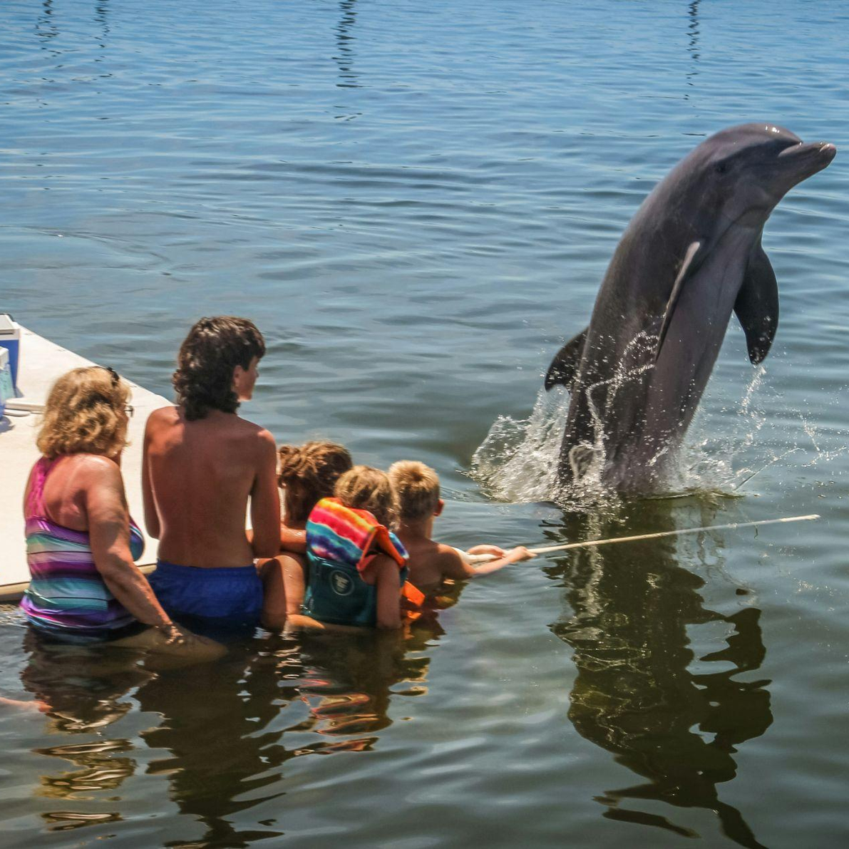 Dolphin interaction at the dolphin research center